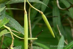 Nerium oleander